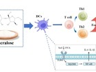 球盟会QMH(中国)官方网站
公共卫生学院硕士研究生颜溧在Journal of Agriculture and Food Chemistry上发表三氯蔗糖通过调节DC细胞加重食物过敏的研究成果