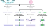 BRCA1: a key player at multiple stages of homologous recombination in DNA double-strand break repair