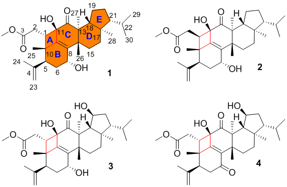 球盟会