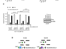 球盟会QMH(中国)官方网站
许兴智教授团队在Nucleic Acids Research期刊揭示DNA修复的新调控机制
