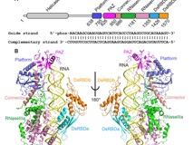 球盟会QMH(中国)官方网站
李思思团队在顶尖杂志《Science》上合作解析Dicer作用机制