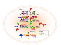 球盟会QMH(中国)官方网站
许兴智教授团队在Nucleic Acids Research发文揭示有丝分裂核心激酶PLK1活性的新调控机制