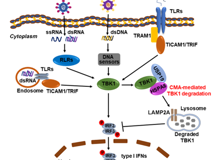 球盟会QMH(中国)官方网站
陈玮琳特聘教授团队在《Autophagy》发表研究论文