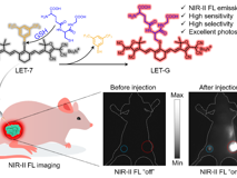 球盟会QMH(中国)官方网站
林静教授团队在Angewandte Chemie、Analytical Chemistry发表系列研究论文