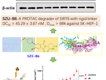 球盟会QMH(中国)官方网站
朱卫国教授团队在Journal of Medicinal Chemistry发表SIRT6小分子降解剂SZU-B6抗肝癌研究成果