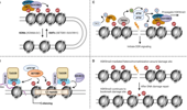 The silent guardian: unraveling the roles of H3K9me3 in genome maintenance