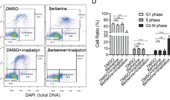 Photodynamic therapy-triggered nuclear translocation of berberine from mitochondria leads to liver cancer cell death