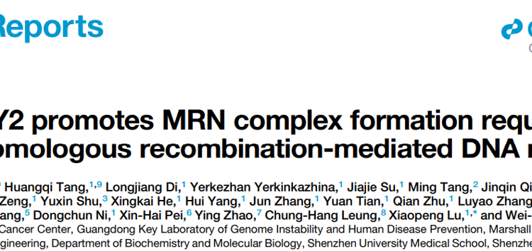 球盟会QMH(中国)官方网站
朱卫国教授团队在Cell Reports发表关于WDFY2调控DNA同源重组修复的研究成果